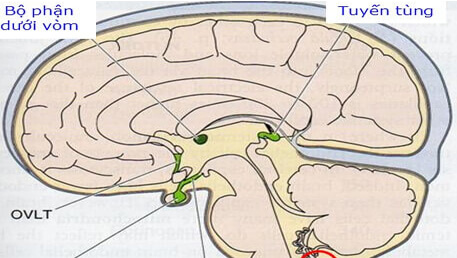 Vai trò của dinh dưỡng trong việc sản xuất Cytokine và chống viêm nhiễm của cơ thể (phần VI)