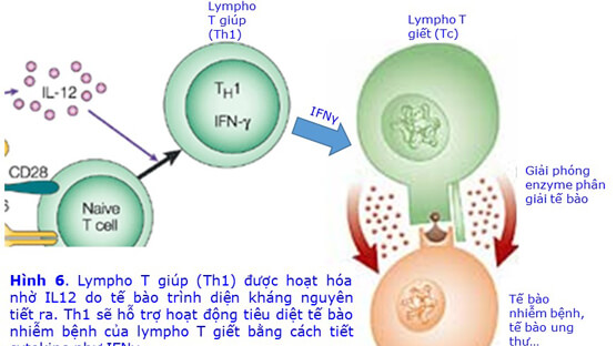 Vai trò của dinh dưỡng trong việc sản xuất Cytokine và chống viêm nhiễm của cơ thể (phần V)