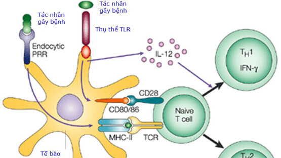 Vai trò của dinh dưỡng trong việc sản xuất Cytokine và chống viêm nhiễm của cơ thể (phần IV)