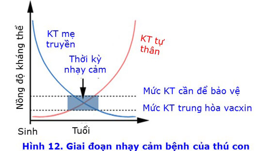 Sữa đầu và sữa (Phần VIII)