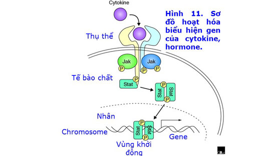 Sữa đầu và sữa (Phần VII)