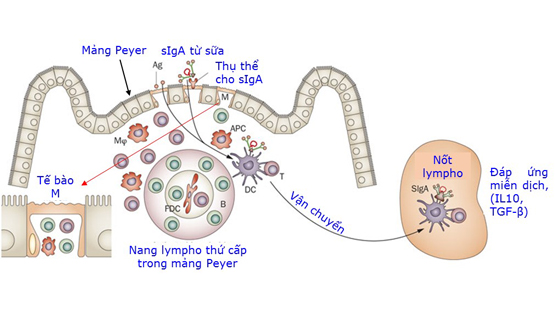 Sữa đầu và sữa (Phần V)