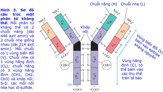 Sữa đầu và sữa (Phần II)